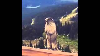 Marmotte flippante