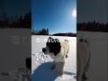 雪に興奮が抑えられないお犬様です。 ai 生成ai chatgpt 画像生成ai いぬ