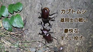 カブトムシ 豪快なすくい投げ