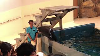 鳥羽水族館 アシカショー