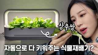 키워서 쌈 싸먹어봄ㅋㅋㅋ 자동으로 다 키워준다는 식물재배기 LG 틔운 미니 궁금증 다 풀어드립니다🥬