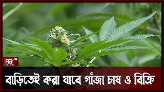 থাইল্যান্ডে বৈধ হলো গাঁজা চাষ | News | Ekattor TV