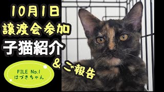 【子猫譲渡会】譲渡会参加予定の子猫紹介とご報告です【10月1日愛知県】