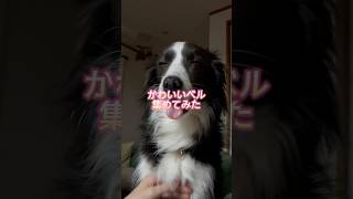 【ボーダーコリーの可愛いところ】#犬のいる暮らし#ボーダーコリー#中型犬