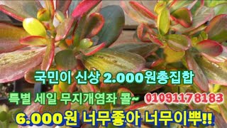 #시흥무지개다육오늘의특별할인무지개염좌6000원01091178183 사이즈 가격색감놓치지마세요2천의행복#페러독스#짚시#웨스트레인보우#연봉