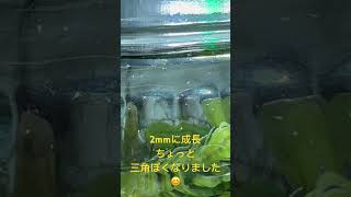 #早く大きくな〜れ #ミナミヌマエビ  #稚えび #チエビ #稚エビ