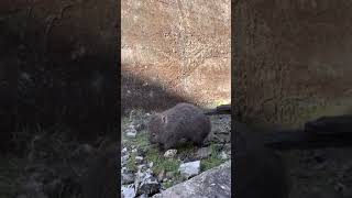 Wombat cute scratch! Tasmania.