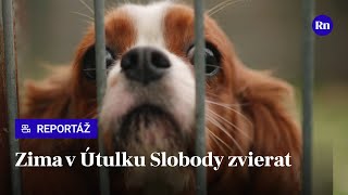 Strávili sme deň v bratislavskom útulku. Psíky psychicky zle znášajú prechod do zimy