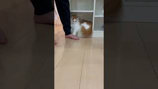 【サイベリアン】飼い主を引き止めたい甘えん坊猫