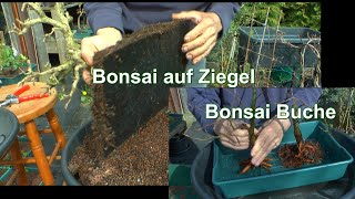 Mega Projekt Bonsai erst die Buchen Teil 2 dann der Bonsai auf dem Ziegel Teil 1