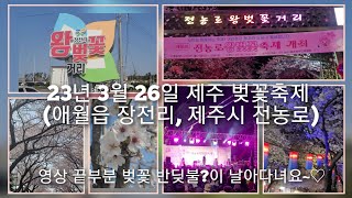 (저작권 무료 꽃 이미지)     23년 3월 26일 제주 벚꽃축제 벚꽃길 산책 (애월읍 장전리, 제주시 전농로)