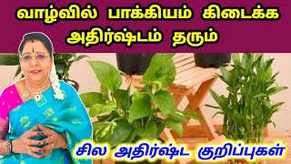 வாழ்வில் பாக்கியம் கிடைக்க அதிர்ஷ்டம் தரும் அதிர்ஷ்ட செடிகள் | saravanadevi videos | lucky plant