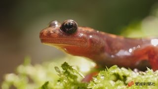 【４Ｋ】新種サンショウウオ産卵適地探し・愛媛新聞