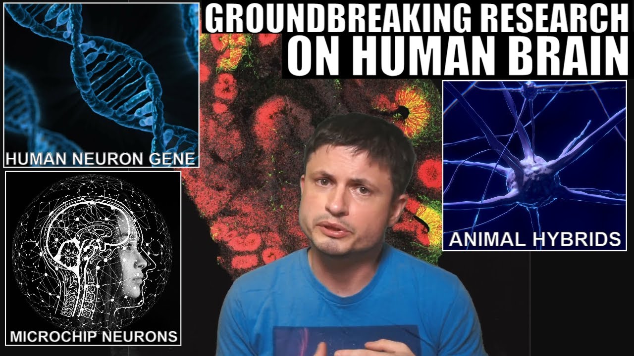 Groundbreaking Discoveries About The Human Brain And Our Neurons Go It
