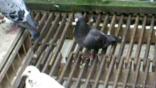 My Recesive red Meulemans pigeons 003.AVI