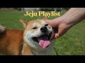 playlist 제주도민이 만든 제주 플레이리스트