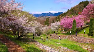 8K HDR 長野 池田夢農場の桜 Nagano,Sakura at Ikeda Yumenoujo