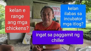 EP579 part 2: kelan e range mga chickens? kelan ilabas sa incubator? ingat sa pag gamit ng chiller