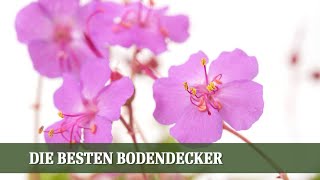 Die besten Bodendecker  - Folge #06