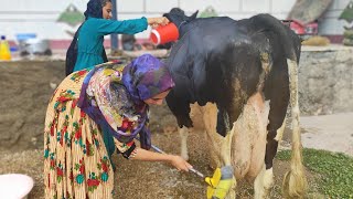 Maria's unexpected venture: washing the neighbor's cows for income.2023