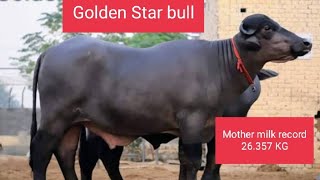 Golden Star ⭐ Murrah bull || Lakshmi dairy farm punjab 🔥⭐🔥