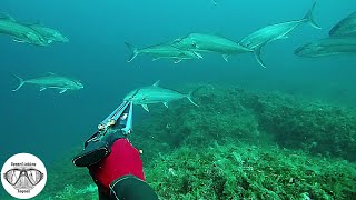 An Unexpected Day at the Sea | Spearfishing the Aegean 🇬🇷 ✔