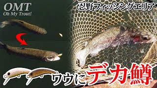 【忍野フィッシングエリア】発売前のワウ33F(プロトタイプ)でデカ鱒連発【OMT Oh my Trout】