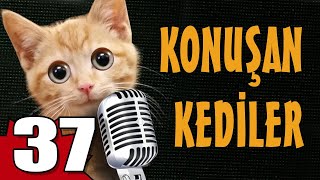 Konuşan Kediler 37 - En Komik Kedi ları