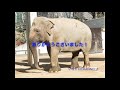 【番外編】ちょっと怒ったゾウ？！トロンボーン elephant trumpet with trombone