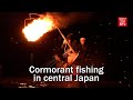 Cormorant fishing begins in central Japan 6 weeks late