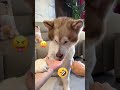 can i regret it?🤣 #podpulse #funnydog #funnyvideos #shorts