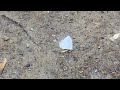 ルリシジミ celastrina argiolus　北海道銭函　2017 07 25 butterfly of japan hokkaido