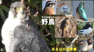 野鳥撮影　地を這うように飛ぶものとは　兵庫県・北播磨