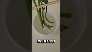 [성공률 100%] 토마토 곁순, 버리지 말고 물꽂이 해보세요 #shorts #에그위드 #plant #토마토곁순 #물꽂이