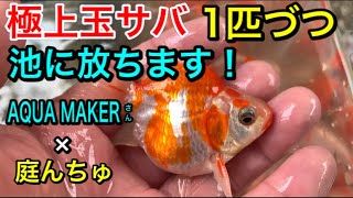 極上玉サバ♪「AQUA MAKERさん×庭んちゅ」【後編】