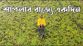 সাতলা বিলে শাপলার রাজ্যে | Satla bil Barisal | water lily | Mission Bangladesh Tour Vlog 22