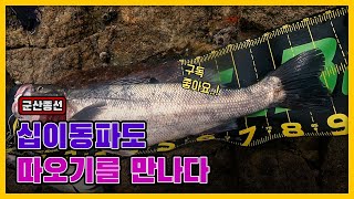 농어루어낚시 십이동파도에서 만난 대물농어 따오기 91cm #seabass