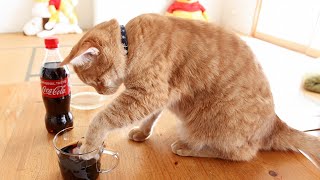 Cat Drinks Coke With Ice