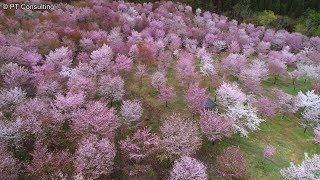 空撮　福島県北塩原村「桜峠」 桜　Aerial Shoot above Sakura-Toge in Fukushima, Japan