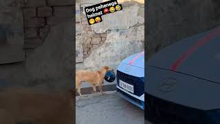 insaan nai ab helmet ⛑️🪖 pehnega dog 🐶🤭🤣😝#animal#viralshort#youtubeshorts#simba#