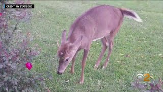 83-Year-Old Badly Injured In Deer Attack