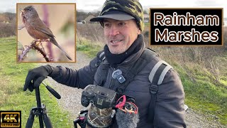 Rainham Marshes RSPB Birdwatching. Dartford Warbler. Canon R7 \u0026 RF 200-800mm.4K