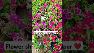 #flower show jamshedpur#tending#viral#flowers shorts#shortvideo#youtubeshorts