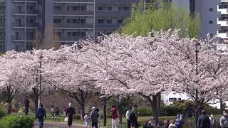 汐入公園　桜　ソメイヨシノ　満開　荒川区　南千住　隅田川　白鬚橋　東京スカイツリー　2021年　3月27日