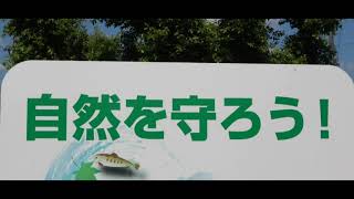 瑞穂市に生息する絶滅危惧種ハリヨの保全活動