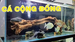 Tham Quan Bể Cá Pleco Cộng Đồng Của Bạn Phi | Nam Ngô