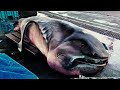 10 Most Rare Shark Species Hidden in The Ocean