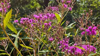 Tall Ironweed, Look at That Color!