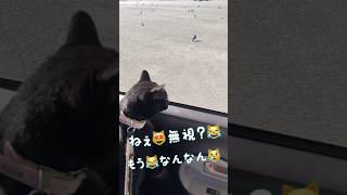 まるで少女⁉️無視され拗ねる⁉️お喋り猫 #天才猫 #しゃべる猫 #ねこ