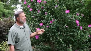 Rose of Sharon (Hibiscus syriacus) - Plant Identification